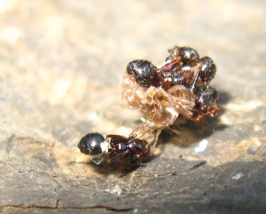 Larva di  Pseudomallada (ex Dichochrysa) sp. (Chrysopidae)